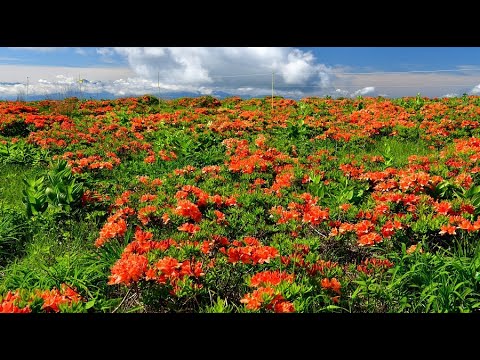 夏雲とレンゲツツジが美しい霧ヶ峰高原 4k Youtube