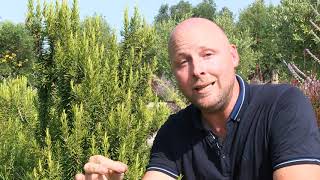 Plant Dans Le Secret Des Plantes Le Romarin