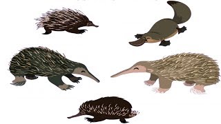 All Monotreme (Egg-laying Mammals) - Species List