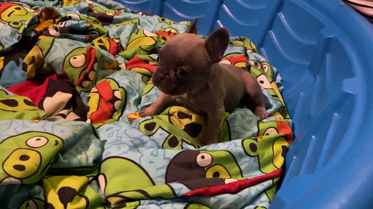 French Bulldog puppies 4 weeks old YouTube