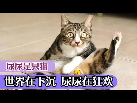 尿尿是只猫  ”口吐人言“与尿爸相爱相杀，上演猫狗大战火出圈！  新網紅聚集地☆副本爆料分享 #網紅#爆料#直播#成名#名人