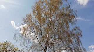 Влог. Родительский дом-начало начал. Посадки. Ностальгия. Отчий дом. Исторические места Влог. Родительский дом-начало начал. Посадки. Ностальгия. Отчий дом. Исторические места