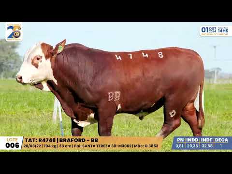 LOTE 006 4748 BRAFORD Leilão Santa Tereza e Madrinha 01/10/24 Camaquã/RS - Prod. Agência El Campo