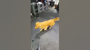 Severely undersocialized dog before & after #dogs #dogtraining #transformation #beforeandafter