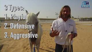 Horses that Bite  How to Fix Anything With Horses presented by Elite Horsemanship