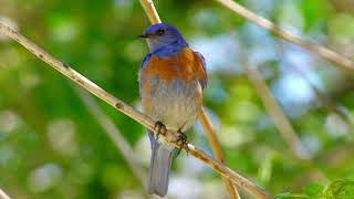 Robin-Blue Bird Wildlife Photography Nature Love Hd