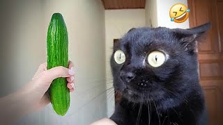 🤣 Funniest 2024😻 Cats and 🥒 Cucumbers - Awesome Funny Pet Videos 😇