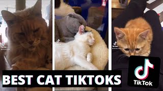 The BEST cat tikoks compilation #1