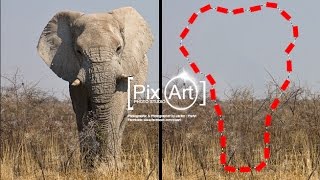 Adobe Photoshop - ช่วยด้วยครับช้างผมหาย!! รีทัชภาพ ลบวัตถุออกใน 5 วินาที ง่ายขนาดนี้เลยเหรอ