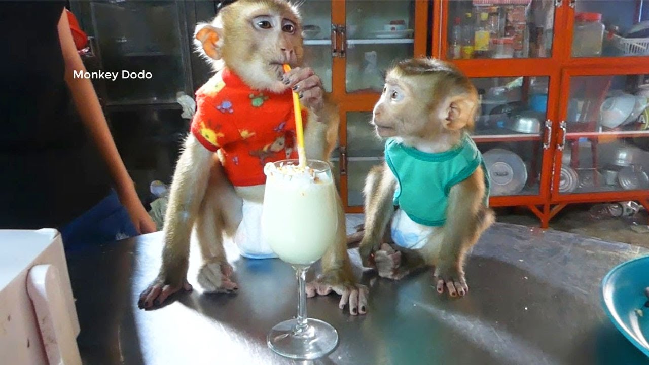 OMG!! So Pity Little Donal Look At Dodo Drink Melon Juice, Mom Where My Melon Juice?