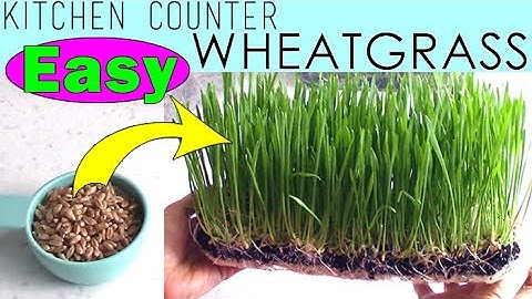 Growing Wheatgrass At Home on Your Kitchen Counter - EASY! Daily Instructions (Step by Step)