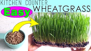 Growing Wheatgrass At Home on Your Kitchen Counter  EASY! Daily Instructions (Step by Step)