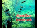 Альпийский Зоопарк Инсбрук.AlpenZoo.Innsbruck