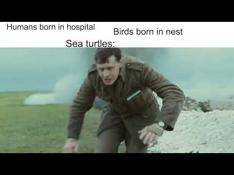 Sea turtles: