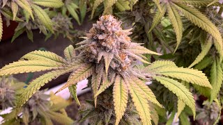 Organic Living Soil Cannabis Garden Update Harvesting PK x Sunshine Daydream from Bohdi Seeds