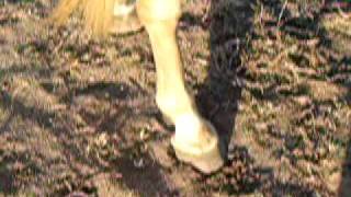 Field Mouse Video Of Feet Trakehnerapha Palomino Sport Horse