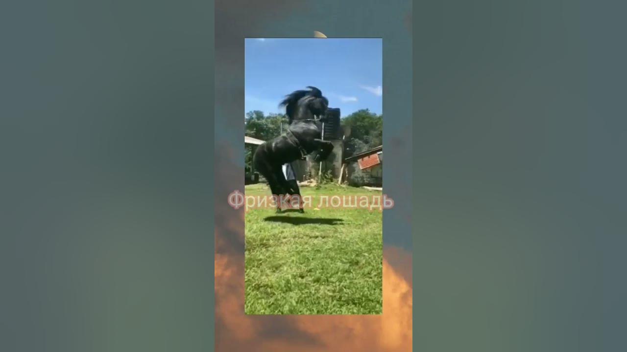 Фризкая лошадь ♥️🐎 да его лучше не злить - YouTube