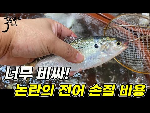 요즘 논란의 전어 손질비용 ~ 비싼데.. 이렇게 하면 논란 종식!!!