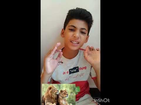 اللبوه هى اللى بتصطاد مش الاسد