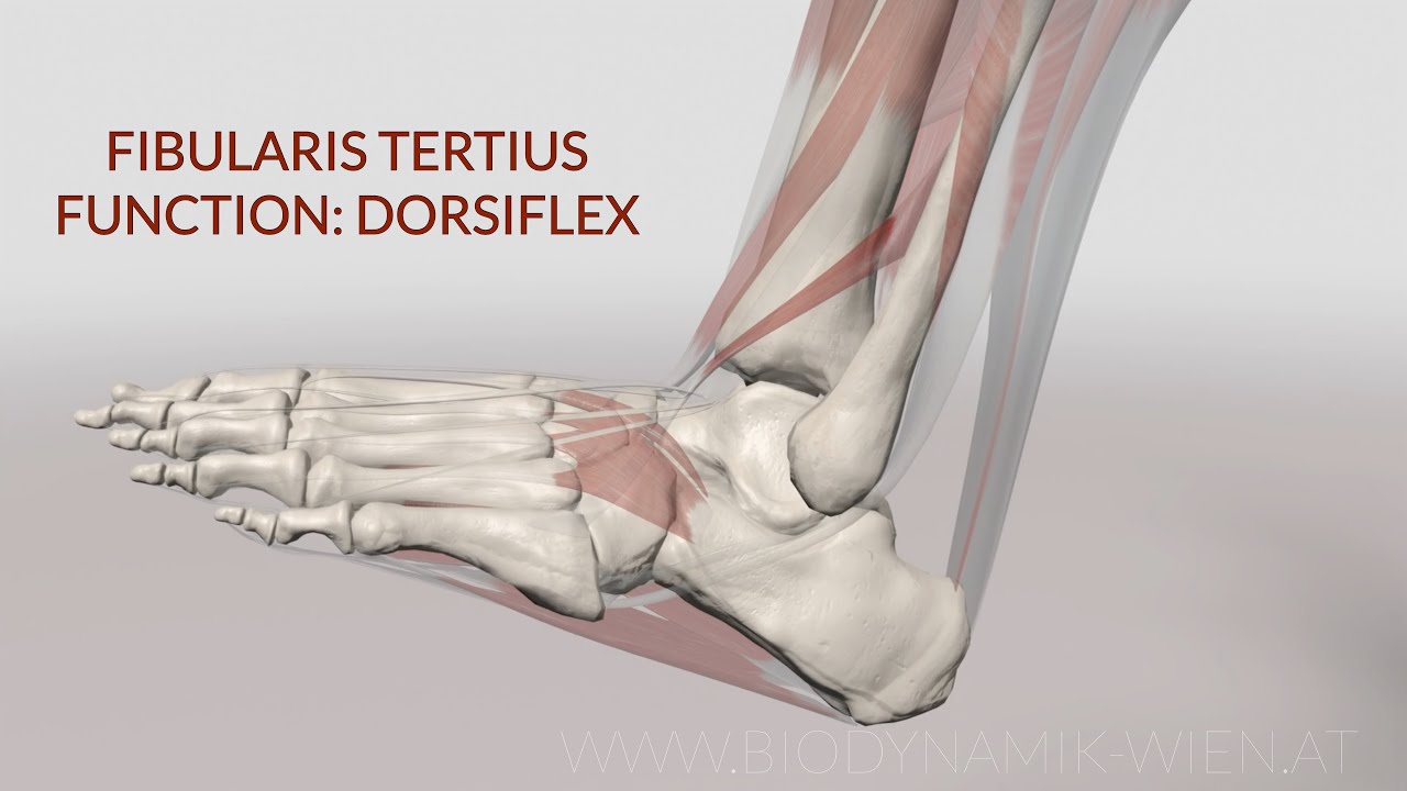 Fibularis Tertius Function Dorsiflex 3D Animation YouTube fibularis-tertius-function-dorsiflex-3d-animation-youtube