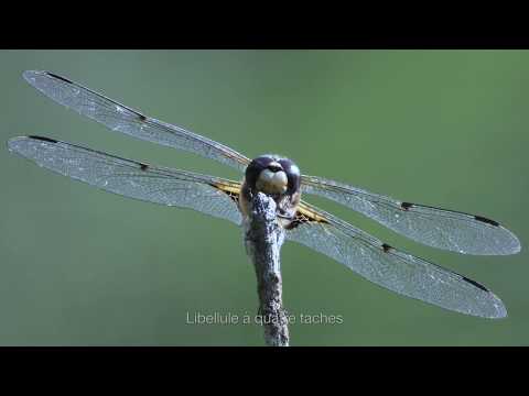 De grès et d’eau, balade dans les Vosges du nord