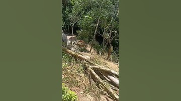 These Elephants Do What Machines Can’t! 🐘⚙️ #HardWork #ElephantStrength