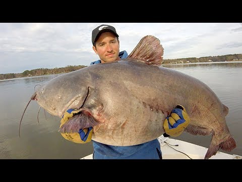 10 Biggest Catches of All Time