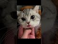 Cat shitpost v1  shorts memes cats funnycats