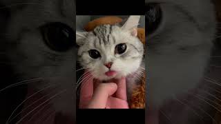 cat shitpost v1  #shorts #memes #cats #funnycats