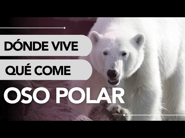 Oso polar (animal) - Información, hábitat y características