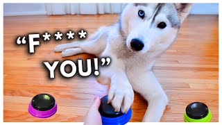 Dog Tries Talking Buttons and Uses Them to SWEAR!