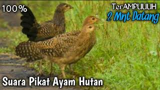 SUARA PIKAT AYAM HUTAN HIJAU \