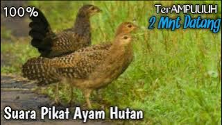 SUARA PIKAT AYAM HUTAN HIJAU 'ampuh Sepanjang Masa'