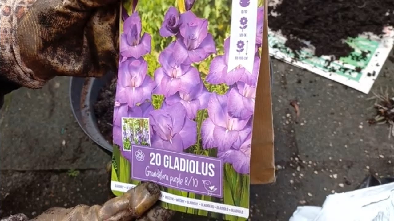 Hoe Plant je Gladiool Bollen + Verrassing Bolletjes