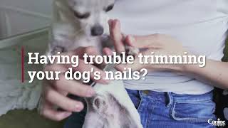 How To Use The FURminator Nail Grinder by Canine Company 308 views 2 years ago 42 seconds