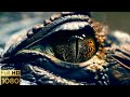 Massive  Crocodile 🐊 Close up Footage- Relaxation Music