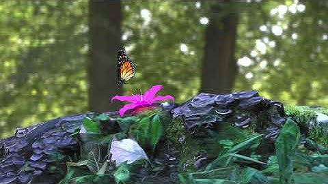 Final Butterfly Animation