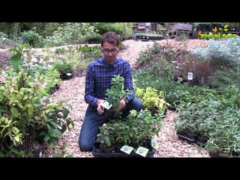 Video: Zimzelene sorte hortenzije – hortenzije, ki ne izgubijo listov