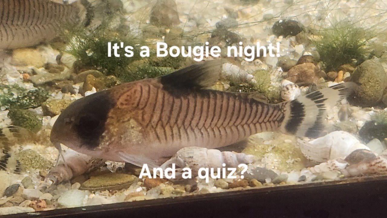 Friday Fish, Food and Fun! 6/19/26