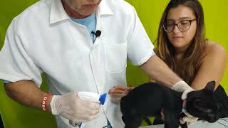 'Eliminando Pulgas com Frontline: Demonstração Prática com Veterinário' #frontline #gatos #gatinhos by PodPets 36 views 2 months ago 1 minute, 59 seconds