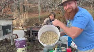 Part 2 of our KuneKune ownership series (how we blend feed and why KuneKune are unique fedd wise)