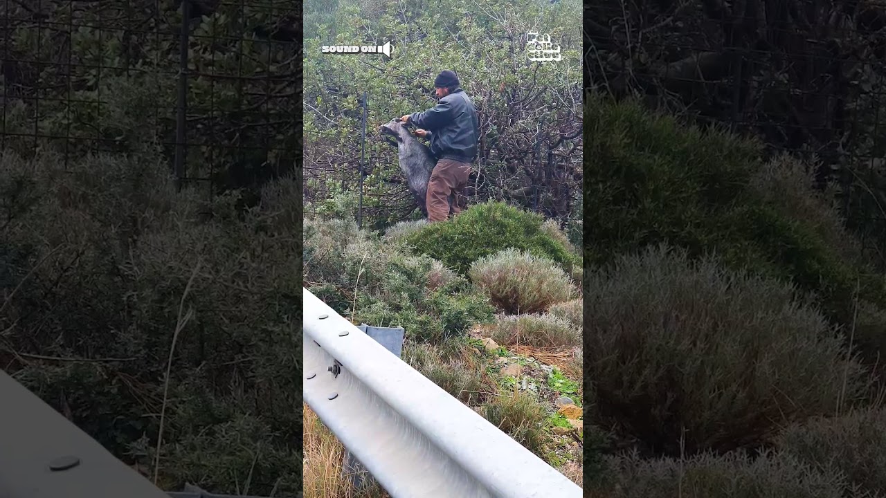 Helpful Hero Rescues Goat Stuck In Fence