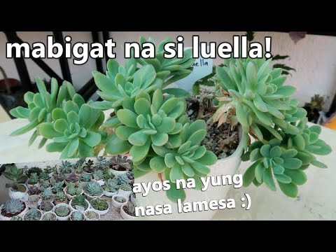 Video: Paano Ayusin Ang Mesa