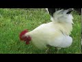 Rooster tidbitting