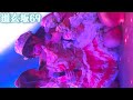 道玄坂69 「Galaxy SUPER LIVE」夜公演④ #道玄坂69 #dgz69 #ど~げん坂69