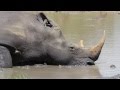 Turtle irritates rhino at Kruger, South Africa