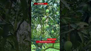 #আম_বাগান #mango #fruit #হাঁড়িভাঙ্গা #farming #mangocrop