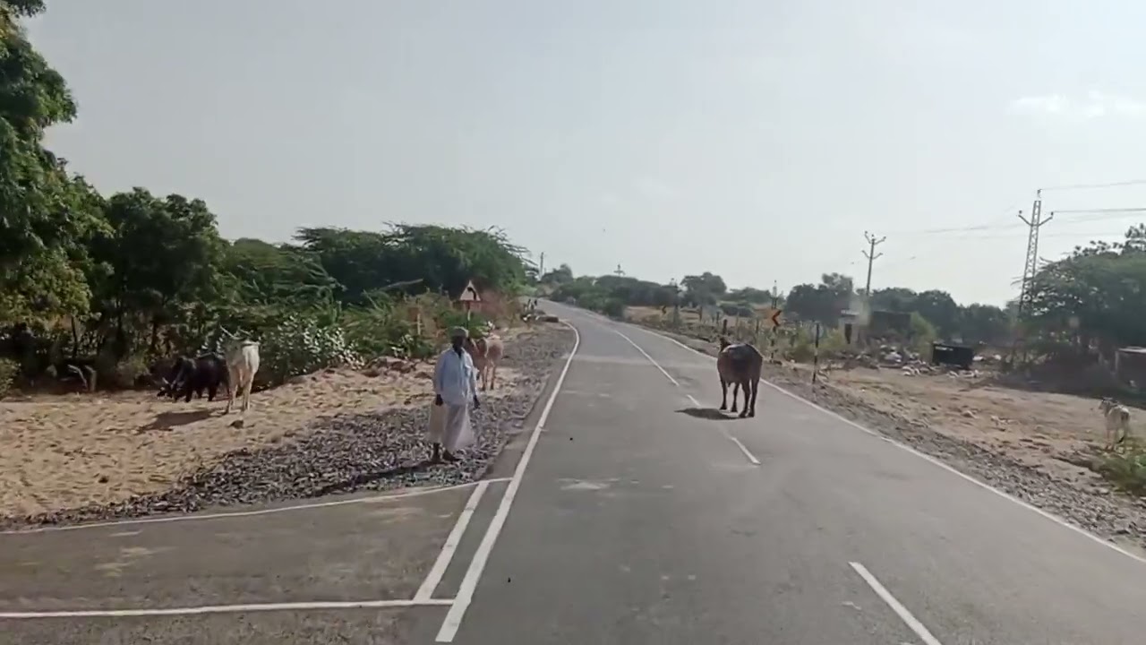 #गुड़ामालानी : क्षेत्र की मजबुत सड़क और बाजरी #gudamalani #लुणवा #डेडावास