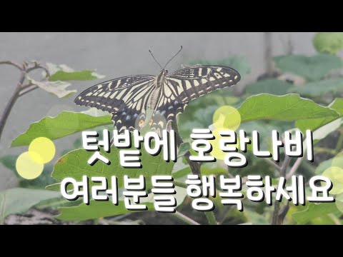 안녕하세요 멋지다야브TV 입니다 오늘주제는 텃밭에 호랑나비 영상 입니다 많은 시청 구독 와 좋아요 홍보 공유 부탁드립니다