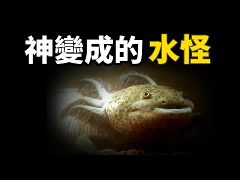 视频: 青蛙有多聪明？